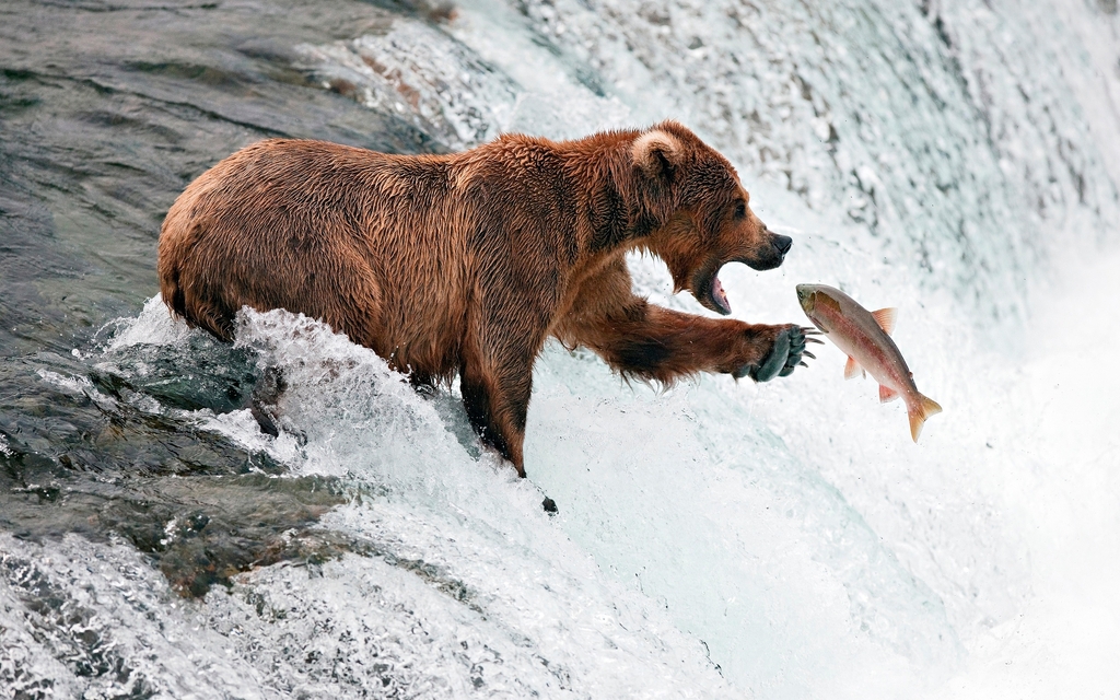 Картинка: Медведь, бурый, гризли, ловля, рыбачит, рыба, лосось, водопад, вода