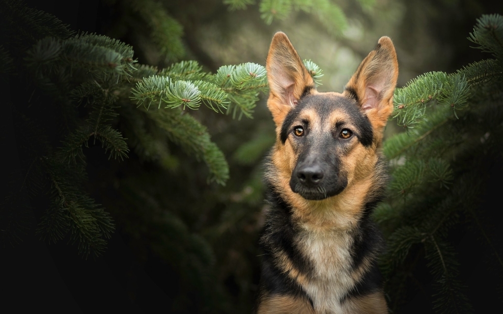 Image: Dog, breed, shepherd, ears, muzzle, tree, fir, branches