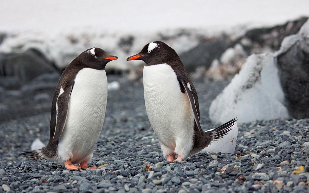 Image: Birds, penguins, couple, sleep, pebbles, snow