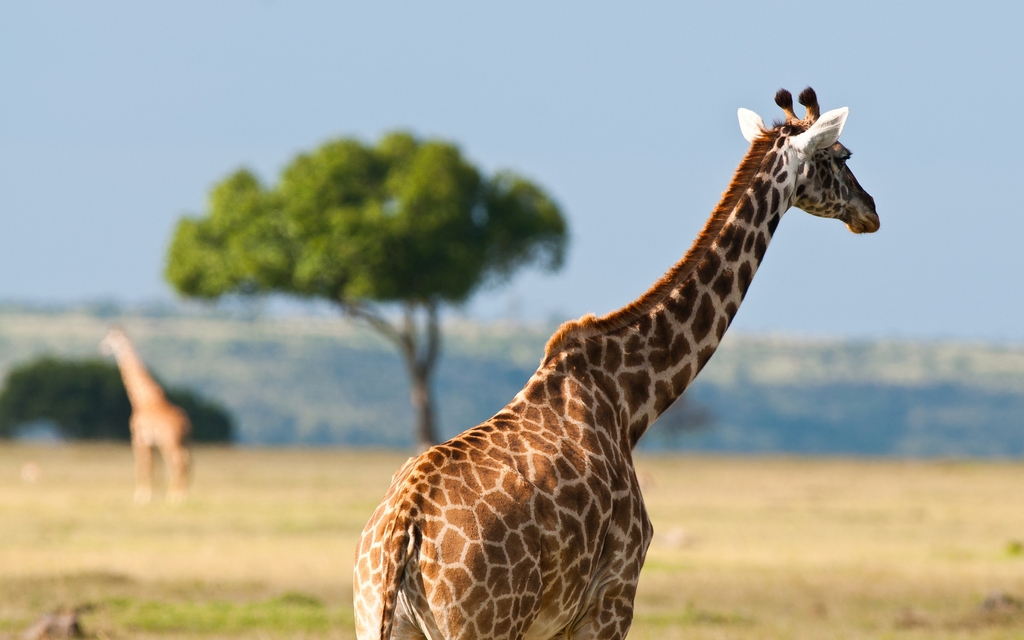 Image: Giraffe, spots, neck, savannah