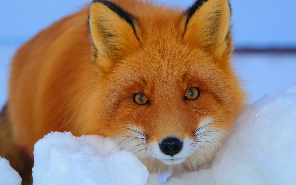 Image: Fox, snow, eyes, winter