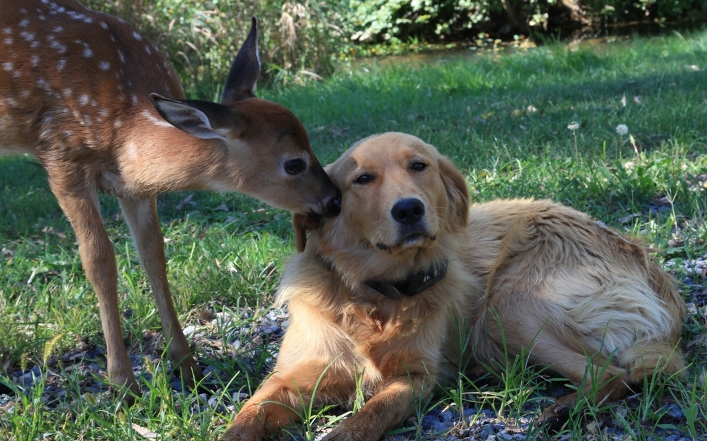Image: dog, fawn, friendship, lawn