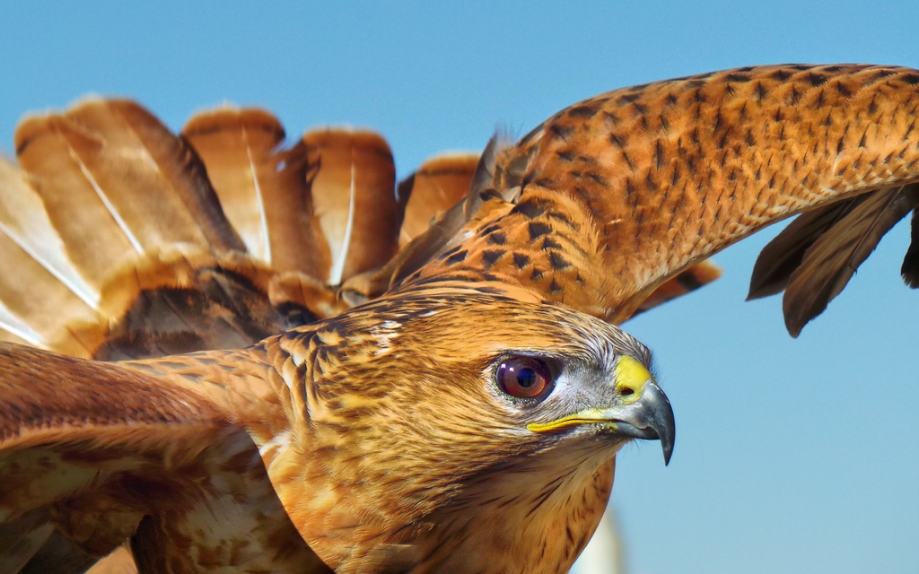 Image: Falcon, bird, head, feathers, flight, prey, sky