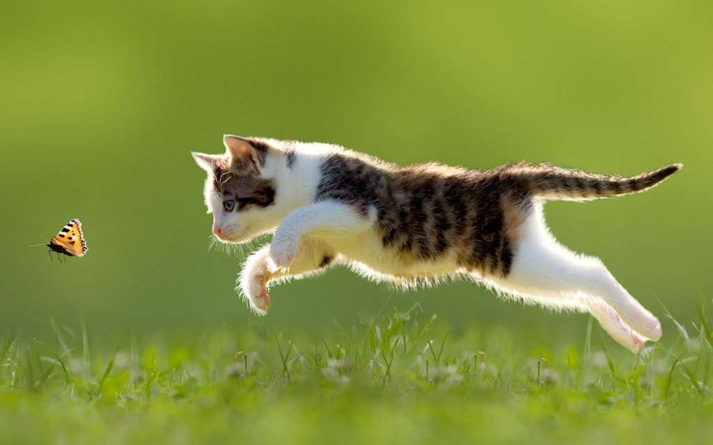 Картинка: Котёнок, бабочка, лужайка, зелёная, лето, ловит, в прыжке