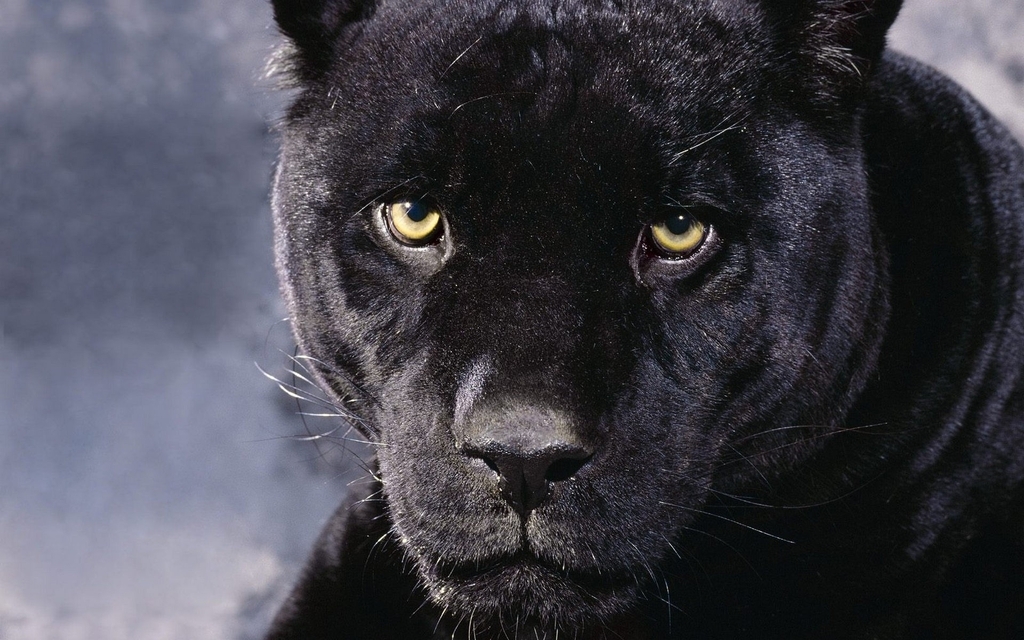 Картинка: Взгляд, пантера, чёрная, морда, глаза, хищник