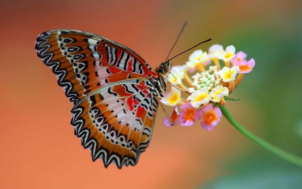 Image: Butterfly, wings, color, bright, flower, blurry, background