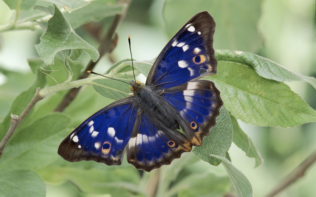 Картинка: Бабочка, крылья, синие, окрас, листья