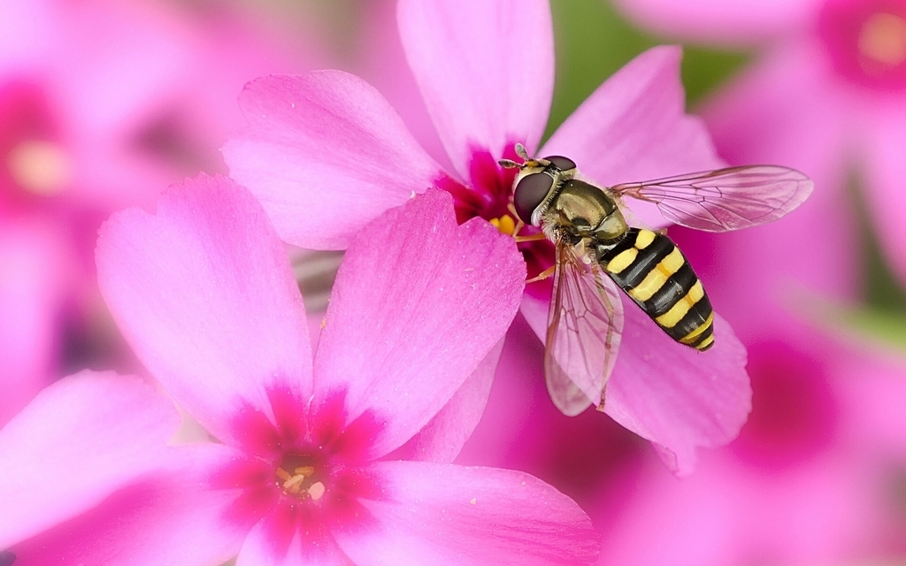 Картинка: Муха, журчалка, пчеловидка, розовый, цветок