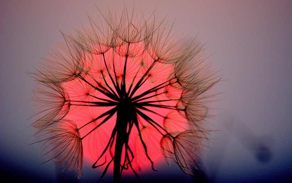 Картинка: Одуванчик, цветок, пух, семена, закат, красное, солнце