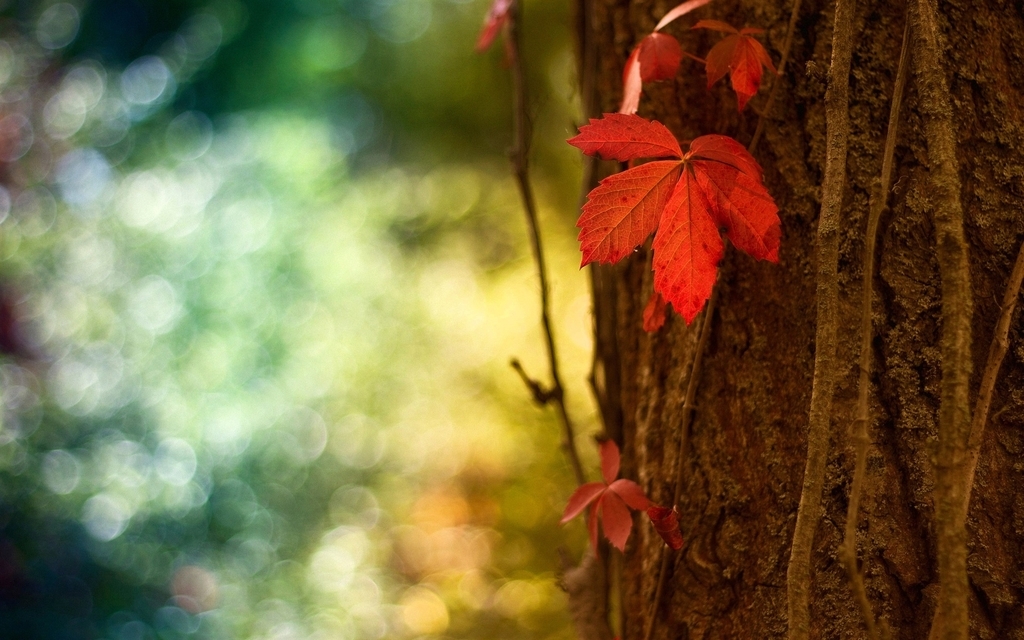 Image: Autumn, autumn leaves, bark, tree, bokeh, reflections