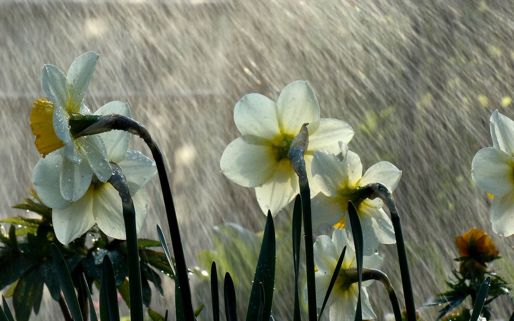 Картинка: Нарциссы, цветы, белые, стебли, дождь, капли
