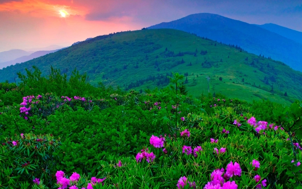 Image: Field, flowers, greenery, mountains, sky, sun, horizon
