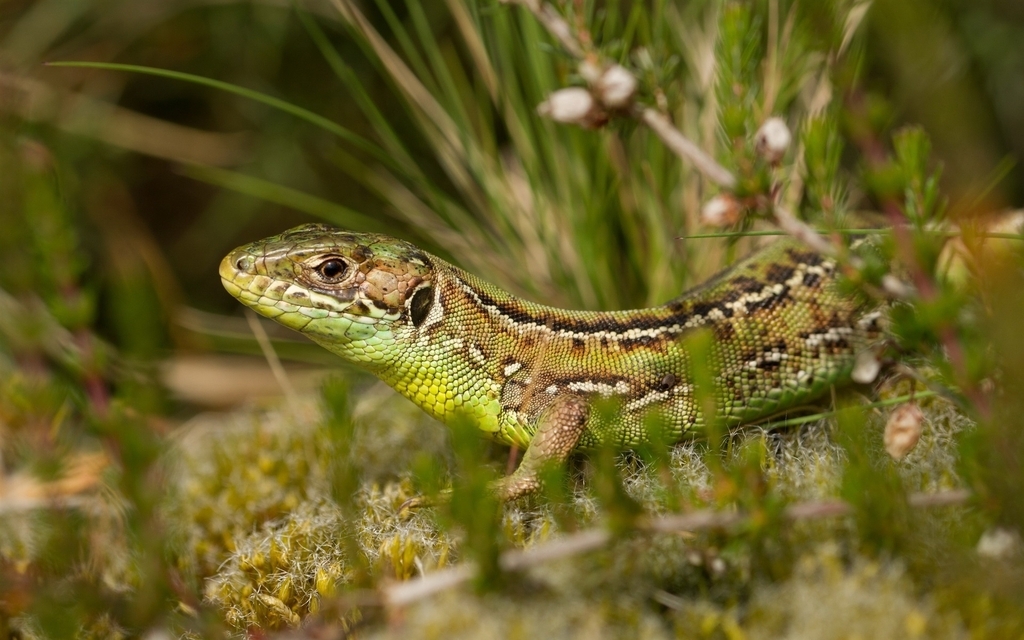 Image: Lizard, green, grass, looks
