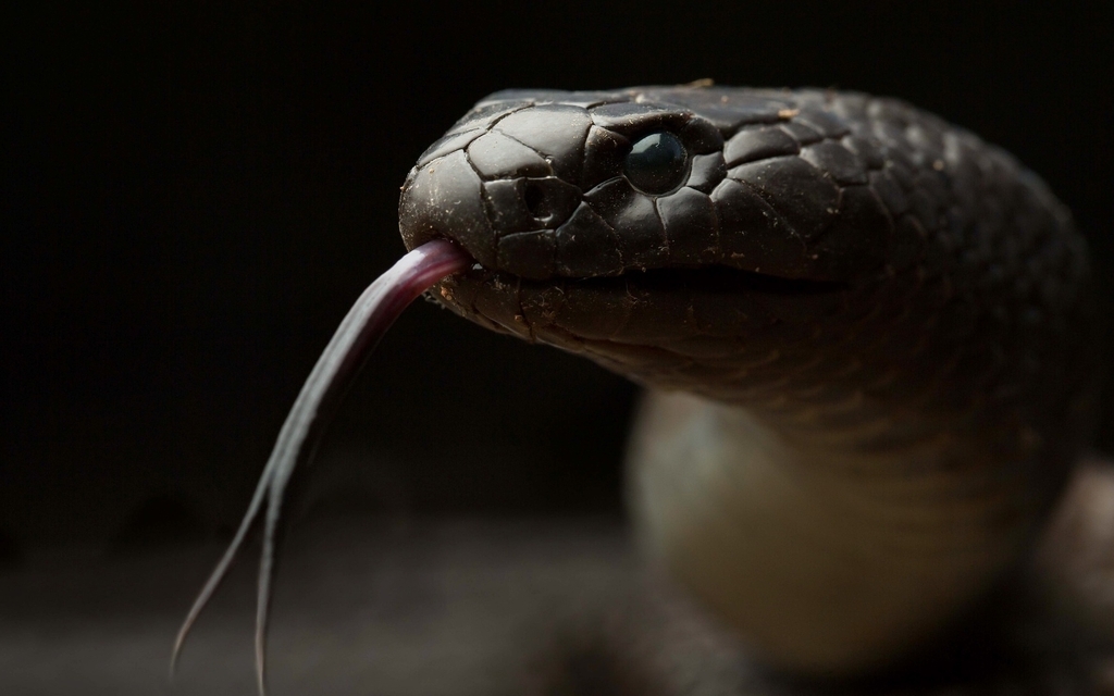 Image: Snake, tongue, head, eyes, reptile
