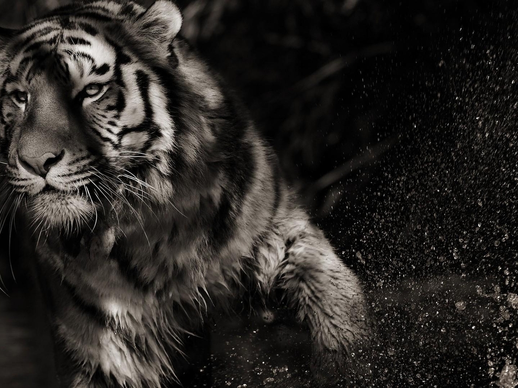 Картинка: Тигр, полосатый, хищник, тень, вода, брызги, чёрно-белый фон