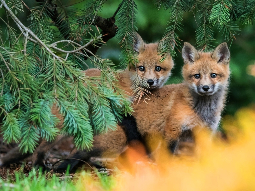 Image: Little fox, pine, spruce, look out