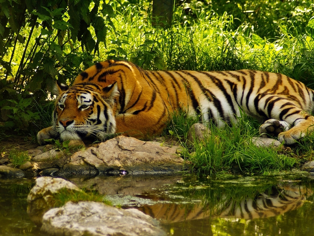 Картинка: Тигр, хищник, морда, полосы, лежит, отдых, вода, трава, отражение