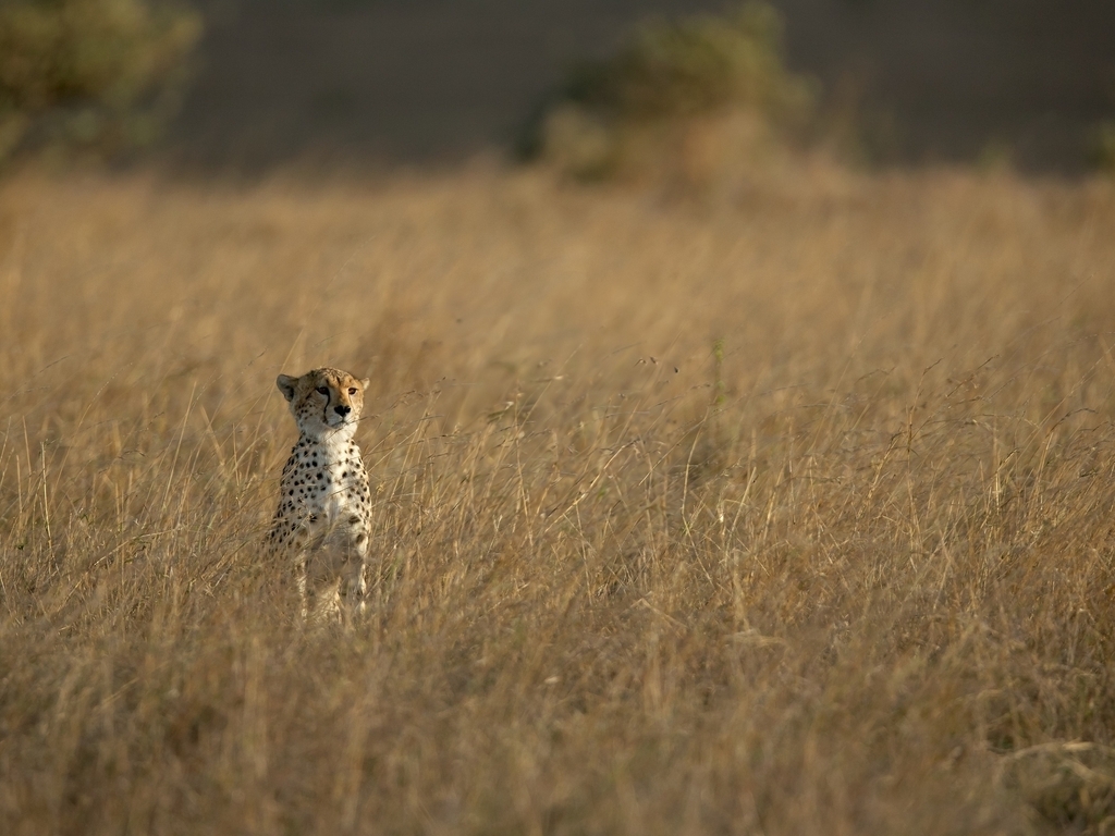 Image: Cheetah, predator, cat, looks, grass, looking