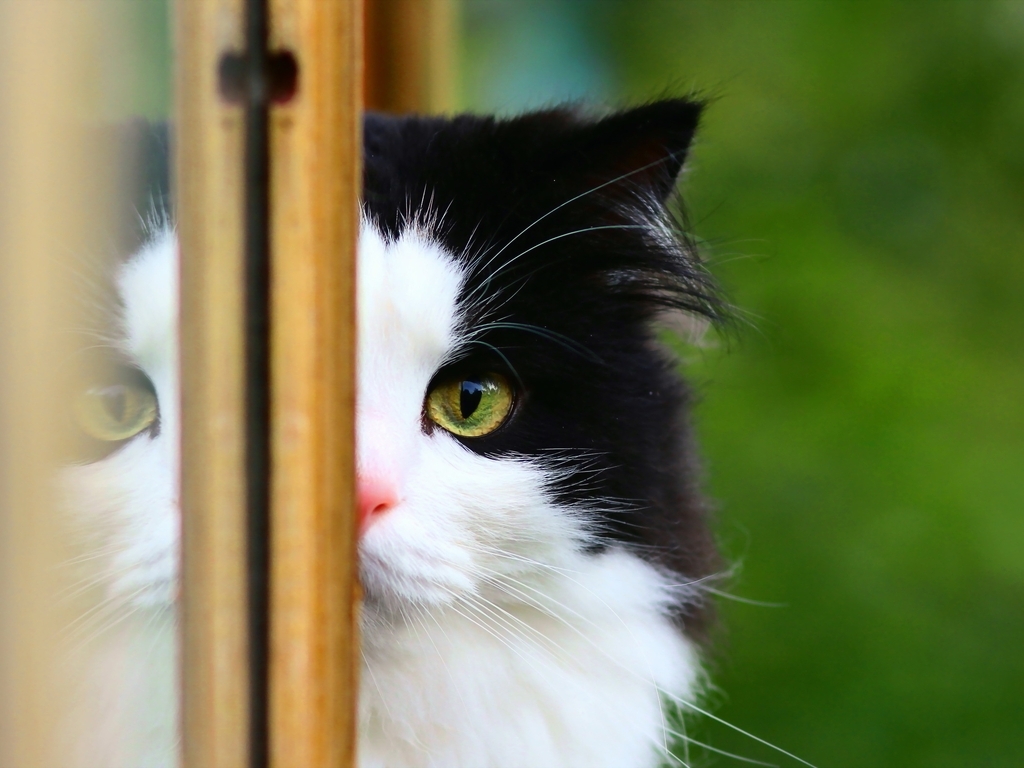Image: Cat, eyes, nose, hair, mustache, voyeurism, reflection
