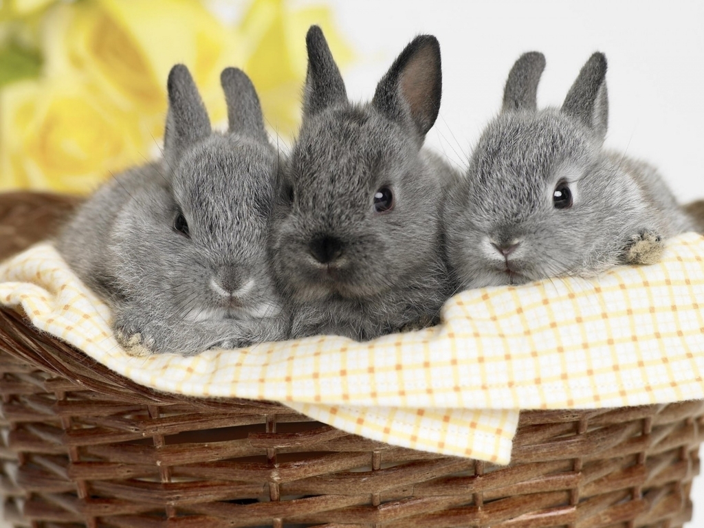 Картинка: Кролики, пушистики, серый, трое, корзинка