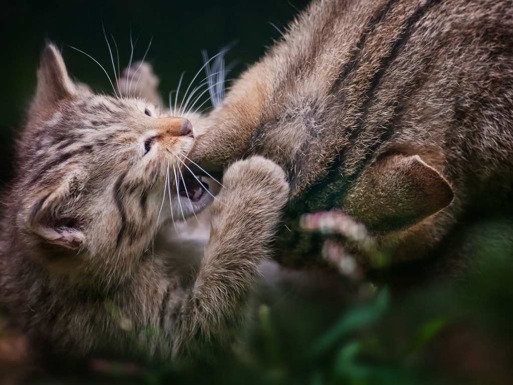 Image: Kitten, small, cat, ears, bites, plays