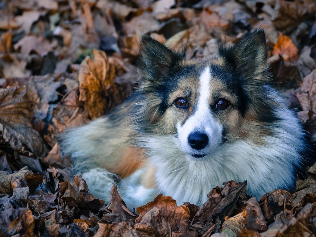 Картинка: Собака, морда, лежит, листья, осень