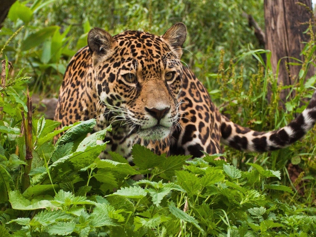 Image: Jaguar, cat, muzzle, predator, look, eyes, foliage, forest, nettle