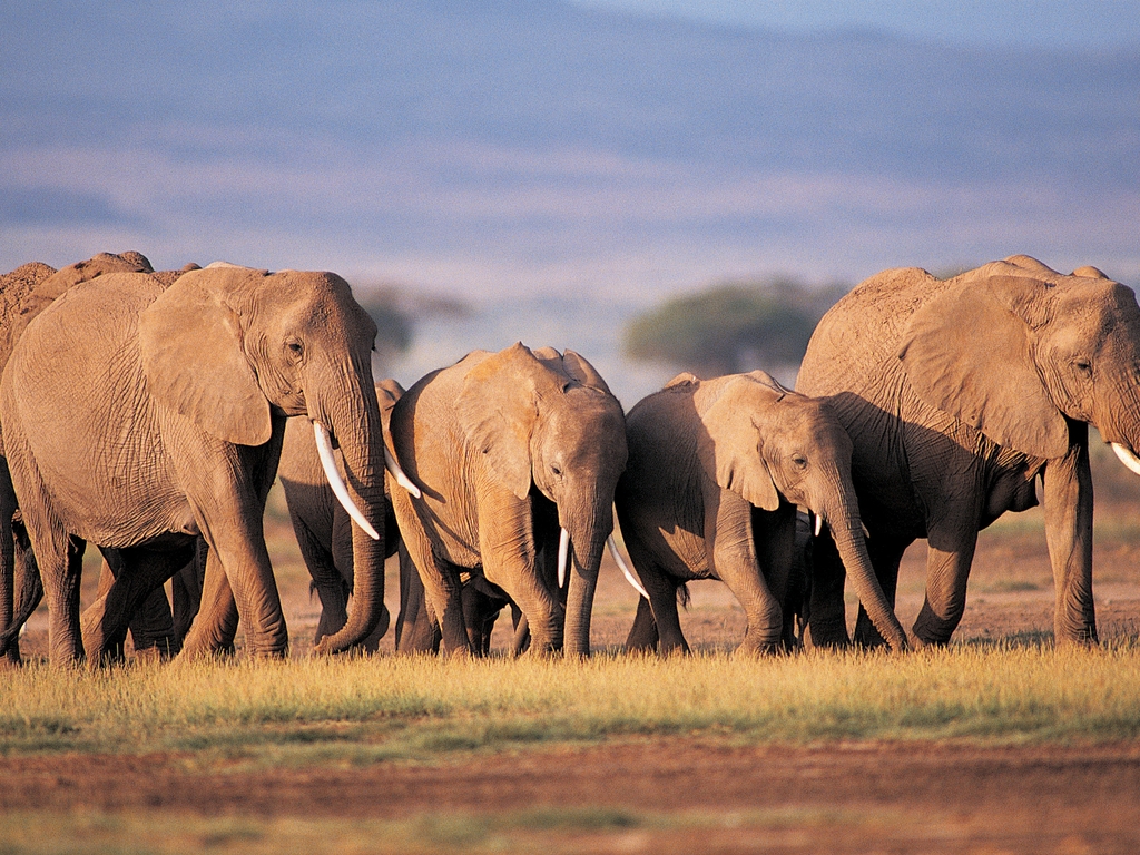 Image: Elephants, family, savannah, field, Africa