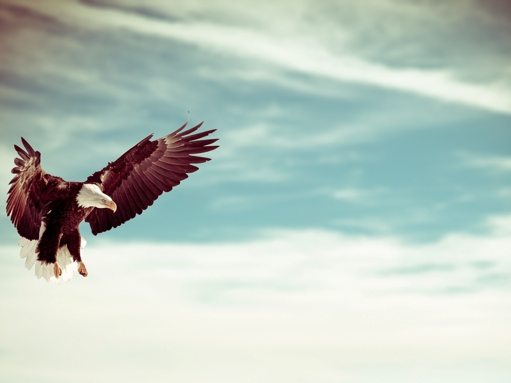 Картинка: Белоголовый орлан, орёл, птица, хищная, крылья, полёт, небо