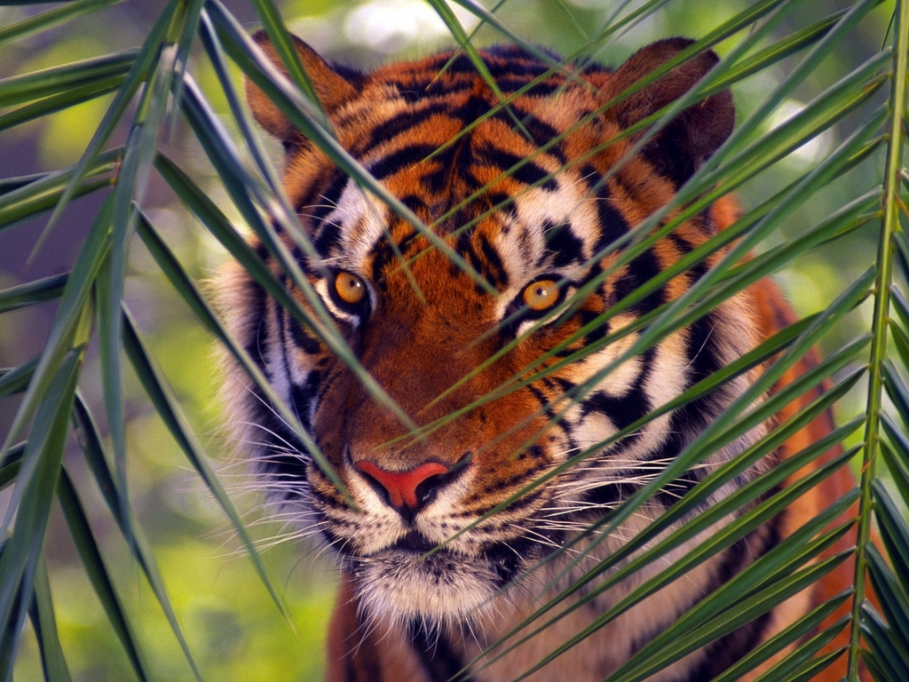 Картинка: Бенгальский тигр, хищник, полосы, взгляд, глаза, ветки