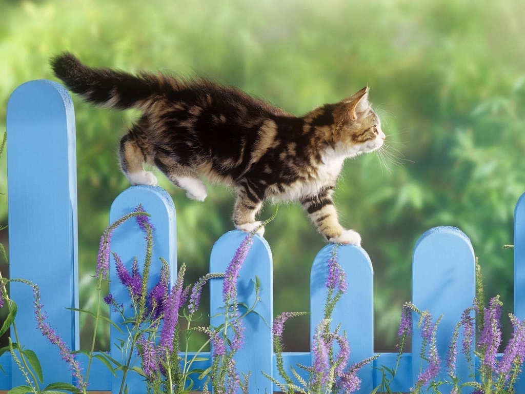 Картинка: Котёнок, лапы, шерсть, забор, растения, трава, идёт