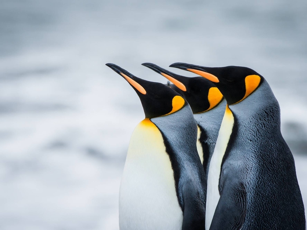 Image: Penguins, feathers, beak, head, snow, Antarctica