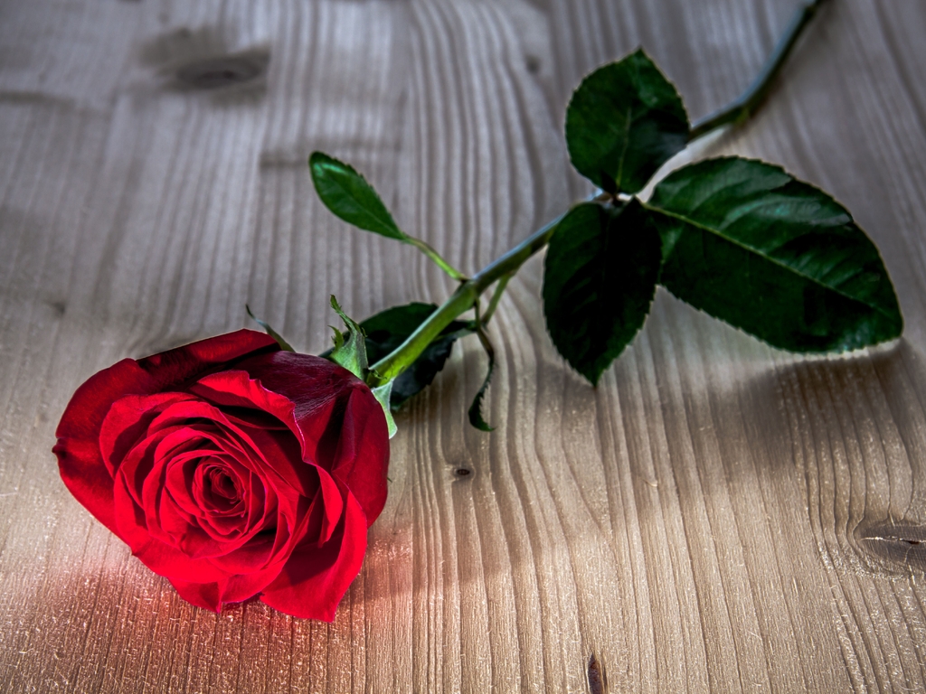 Image: Rose, red, flower, leaves, lying