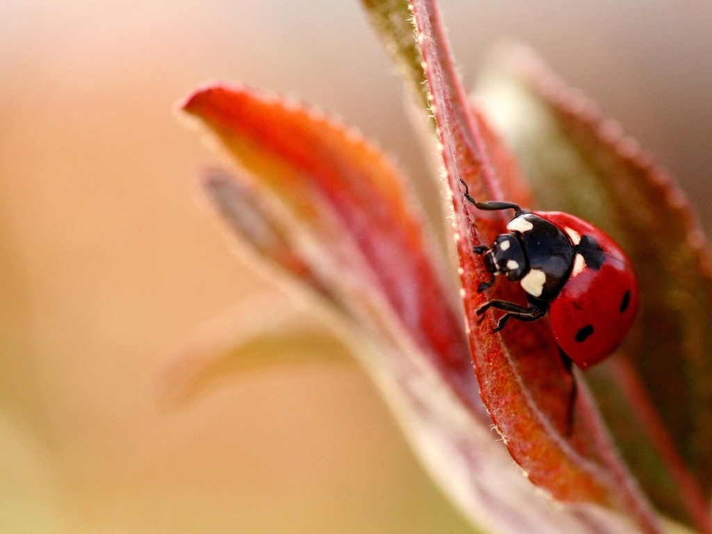 Image: Ladybug, red, spots, leaf, macro, background, blur