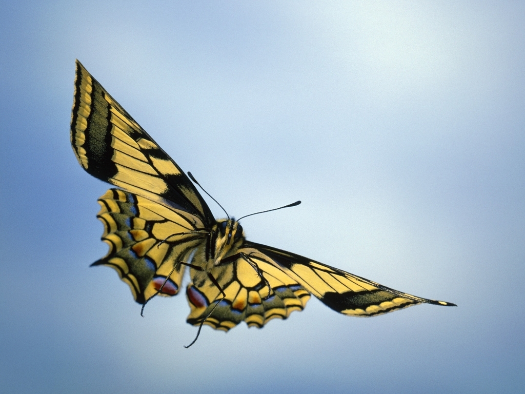 Картинка: Бабочка, крылья, окрас, летит, небо, голубой фон