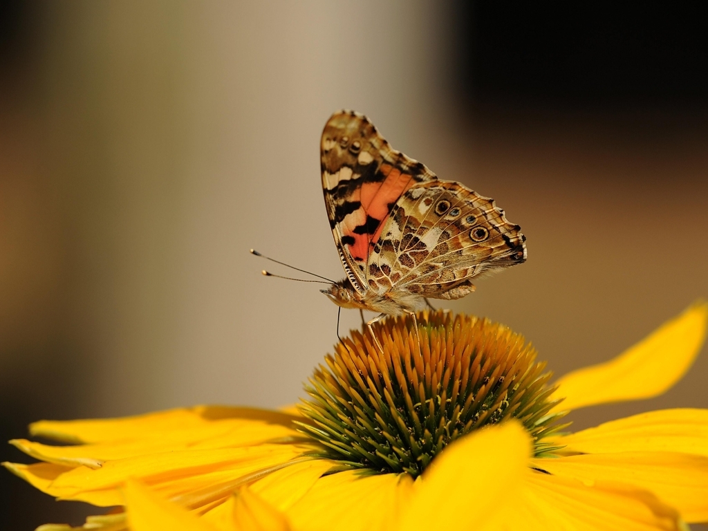 Image: Flower, yellow, butterfly, wings