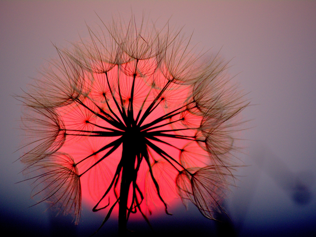 Картинка: Одуванчик, цветок, пух, семена, закат, красное, солнце