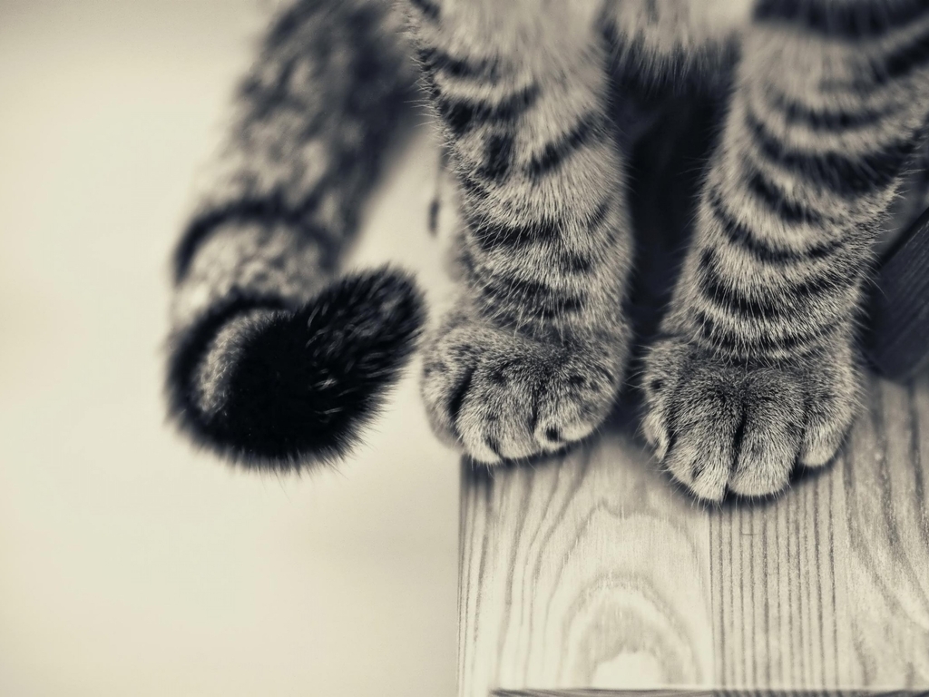 Image: Paws, cat, tail, wool, sitting, Board