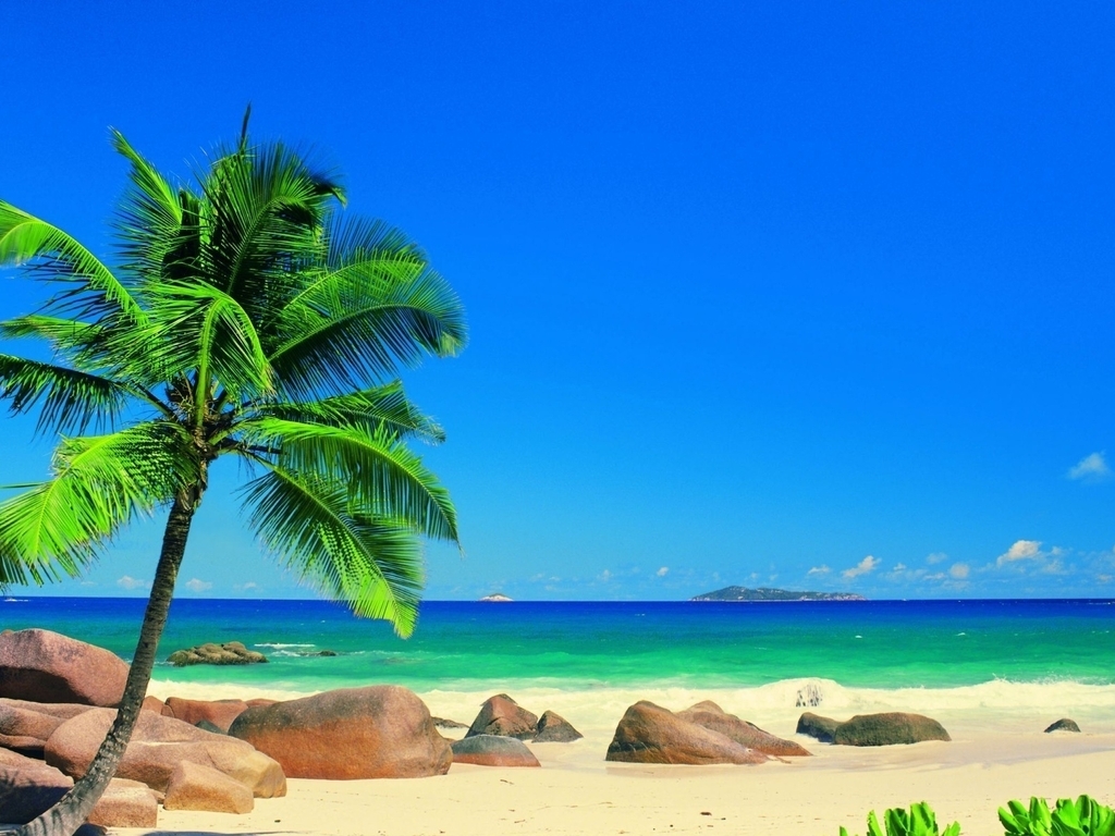 Image: nature, palm tree, ocean, sky, sand, stones