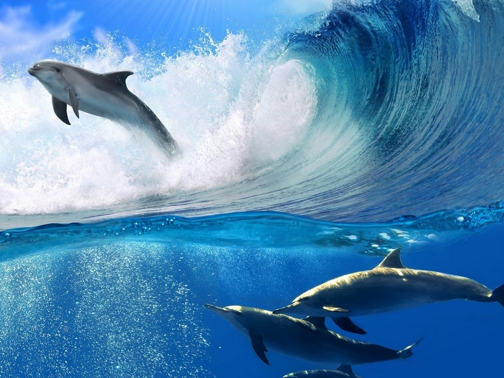 Картинка: Дельфины, стая, море, волна, брызги, свет
