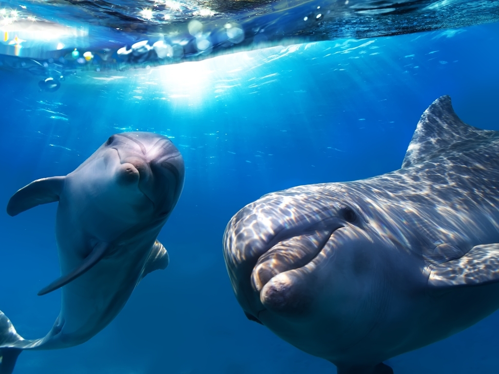Image: Dolphins, fins, smile, eyes, look, water, light