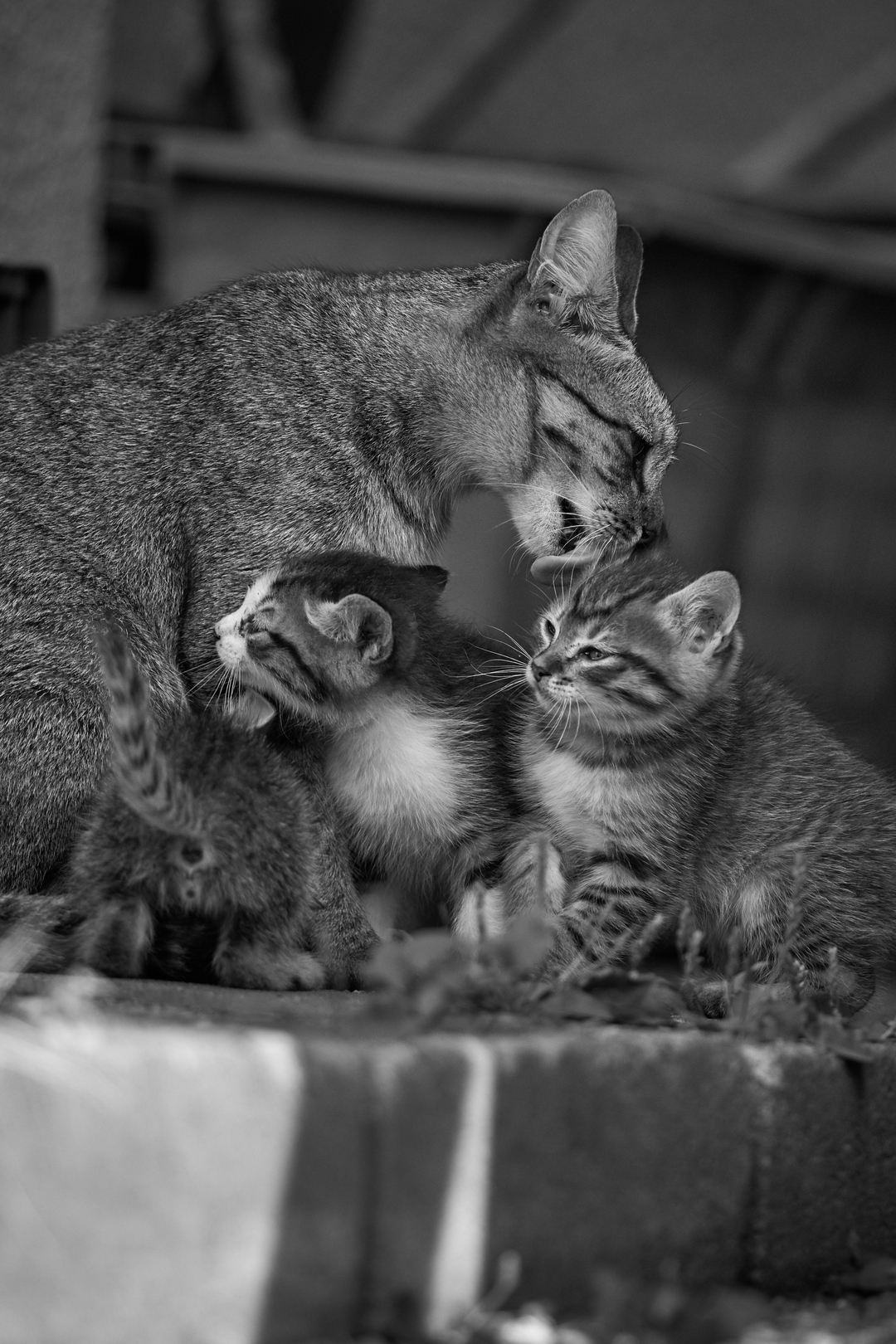 Картинка: Кошка, мама, котята, забота