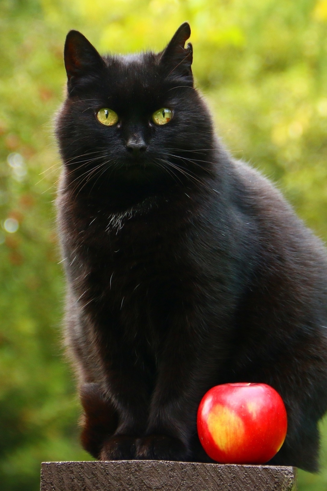 Картинка: Кот, чёрный, ухо, сидит, яблоко, красное, боке