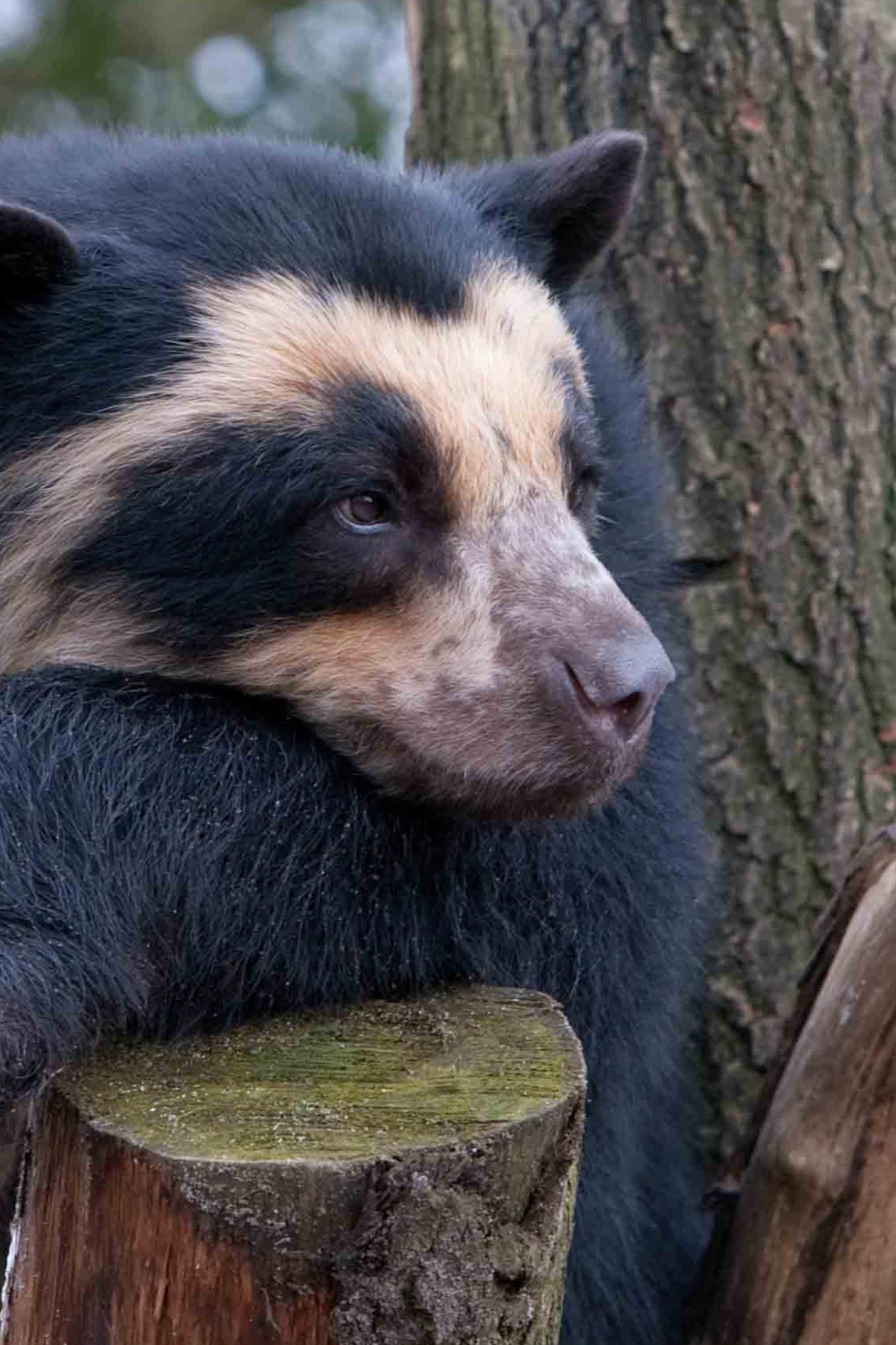 Image: Spectacled bear, predator, face, color, wood