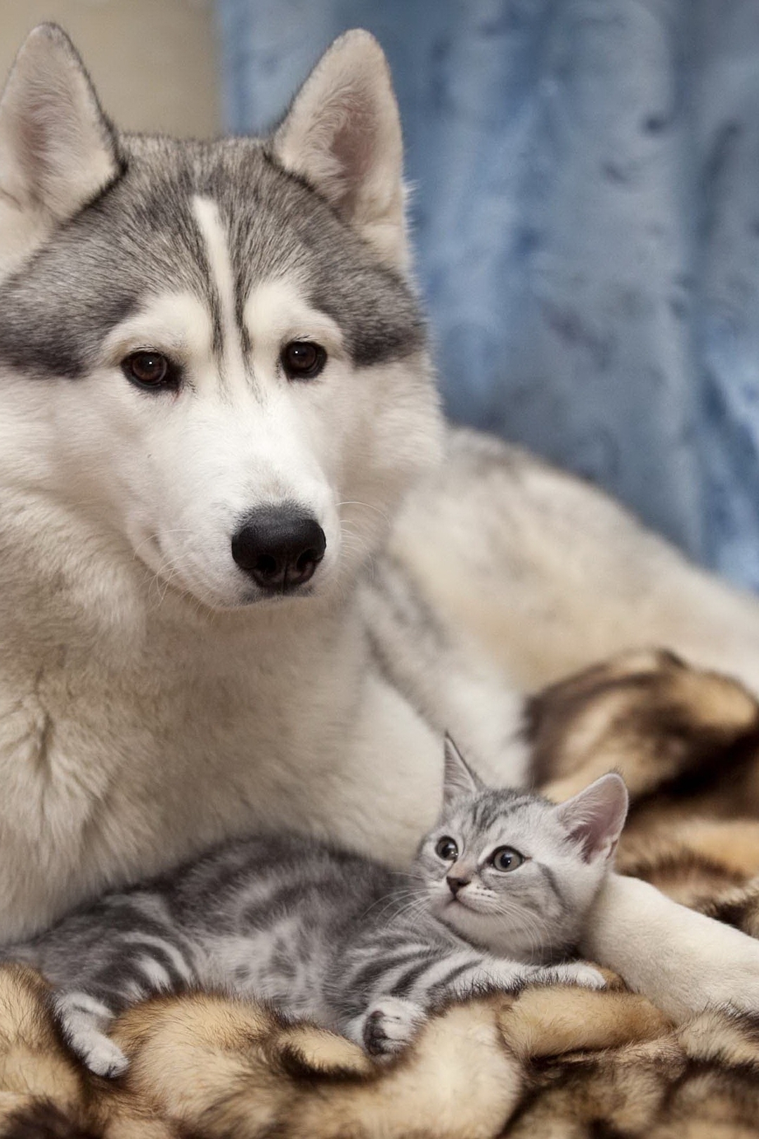 Image: Dog, Husky, kitten, muzzle, eyes, look, hair, lie, plaid