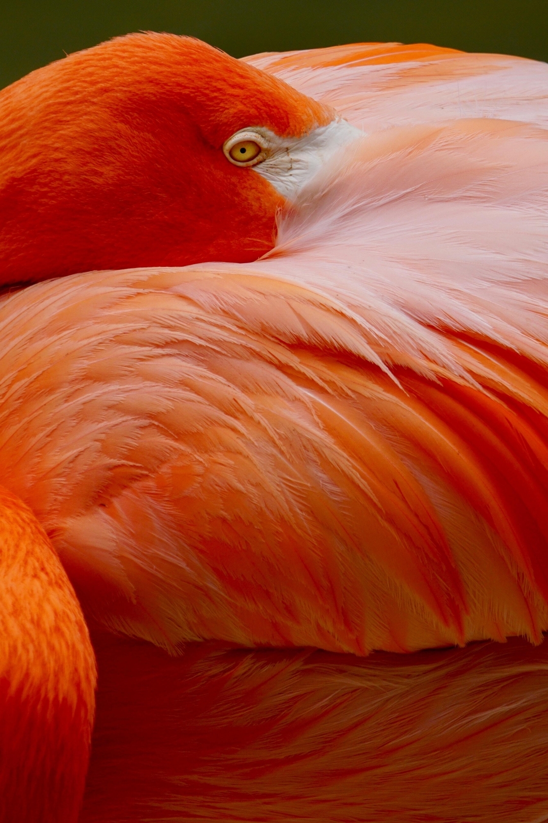 Картинка: Птица, красный фламинго, яркий окрас