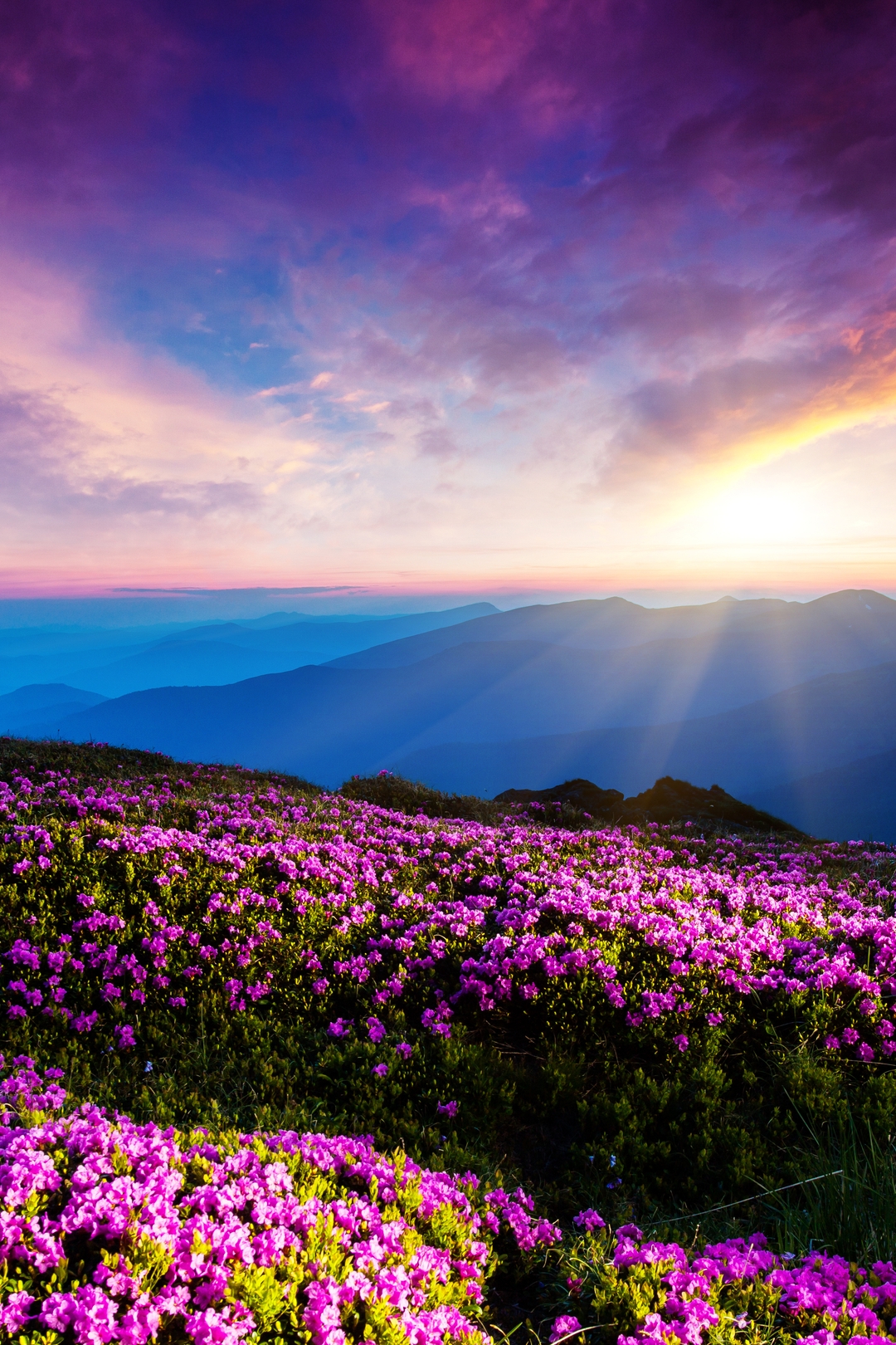Image: Landscape, flowers, dawn, sun rays, sky, clouds, mountains, fog, horizon