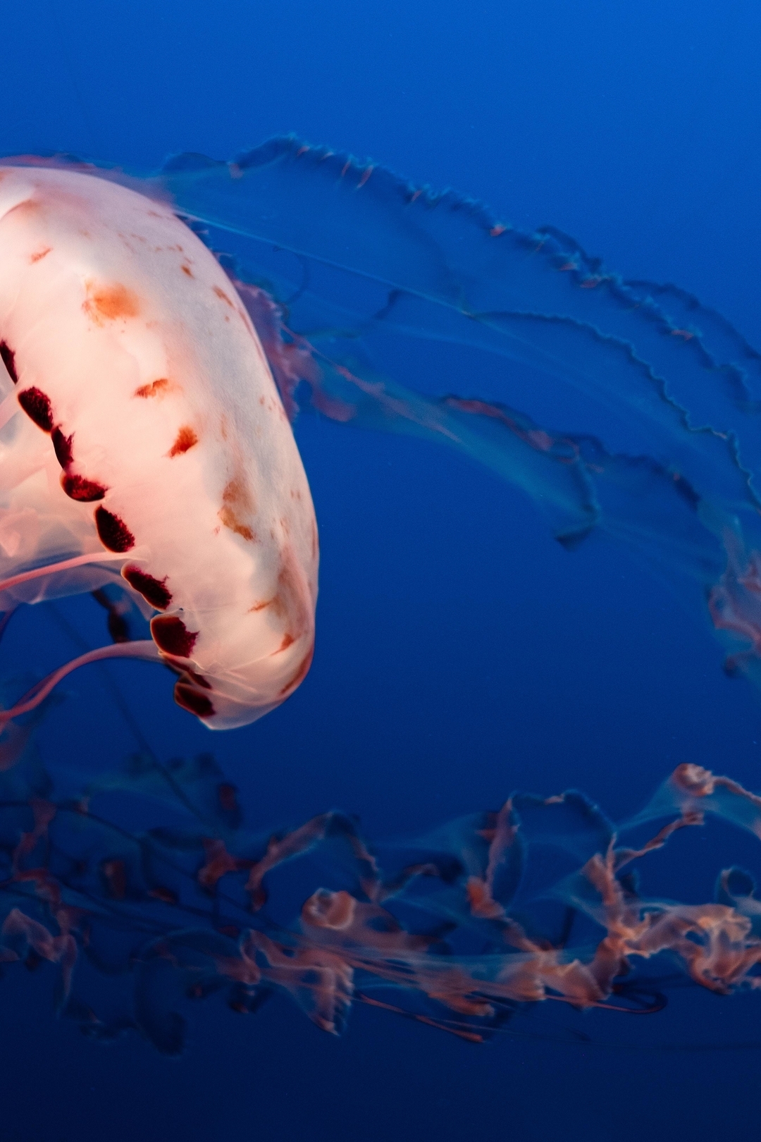 Image: Jellyfish, blue, ocean, tentacles, Chrysaora melanaster
