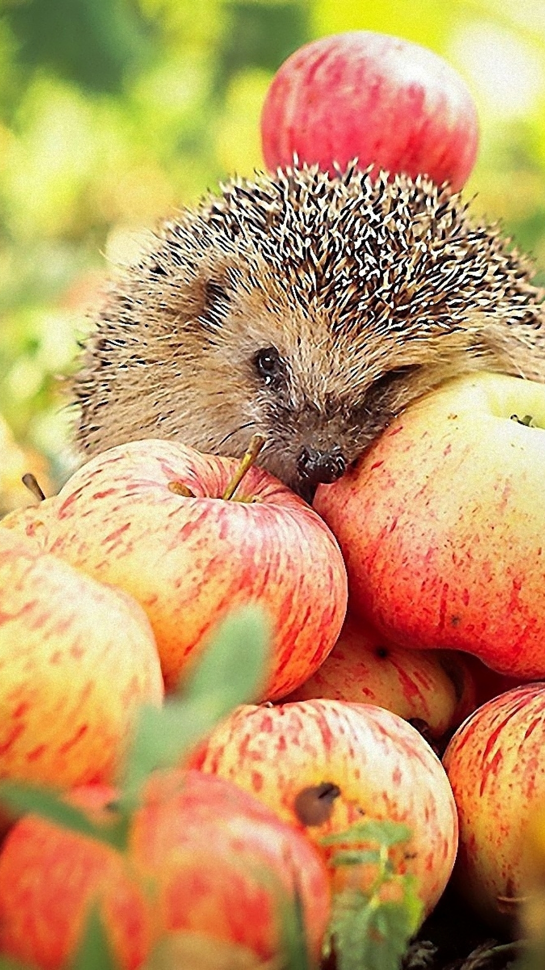 Image: Hedgehog, eyes, needles, muzzle, apples, harvest, leaves