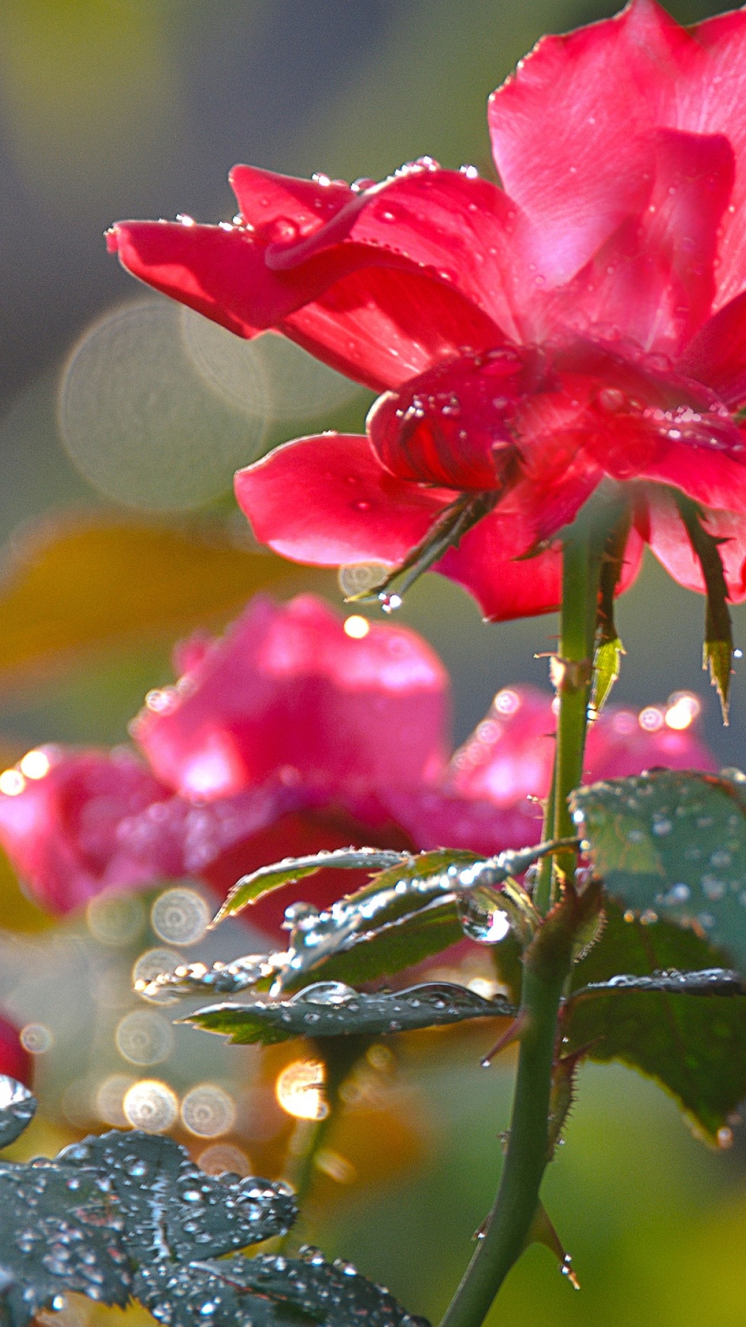 Image: Flower, red, stem, leaves, spikes, drops